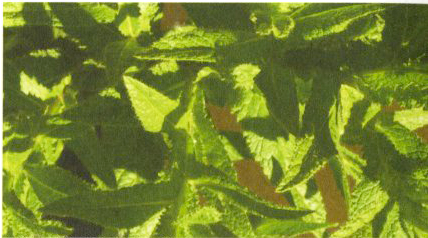 jungurrayi-jungurrayi.png jungurrayi-jungurrayi.png
