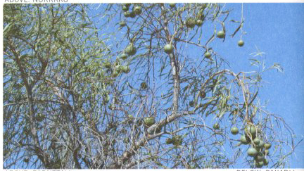 parnttali.png parnttali.png