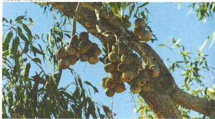waljji-kanttaji-jangu.png waljji-kanttaji-jangu.png