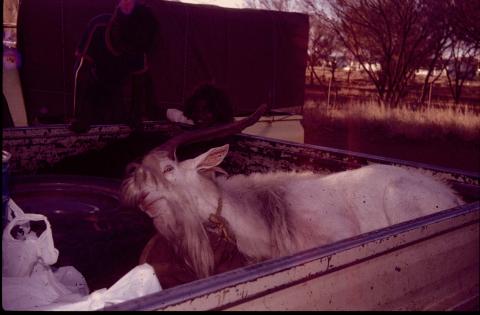 042Bbilly2Bgoat.jpg