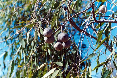 BUSHCOCONUTcluster.jpg