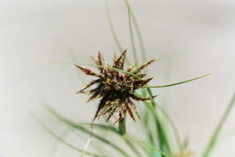 BUSHONIONflowerECU.jpg