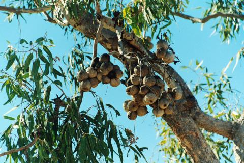 BUSHcoconut.JPG