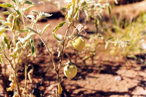 BUSHtomato2528253F2529.jpg