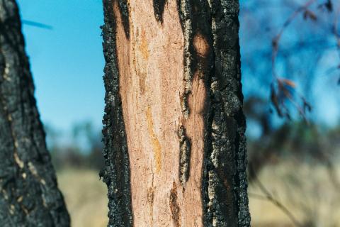 CORKWOODbarkSCRAPED.jpg