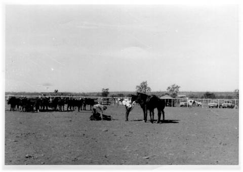 Campdraft_at_Renner_spring_.jpg