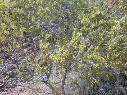 Turpentine2Bbush2B1.jpg
