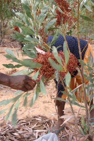 WWPlantTalk_Muckaty_IMG_2403.jpg