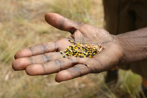 WWPlantTalk_Warumungu_IMG_1980.JPG