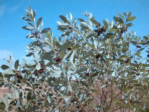 acacia2Bcolei2B1.jpg
