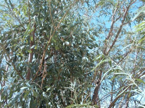 mistletoe2Bbush2B3.jpg